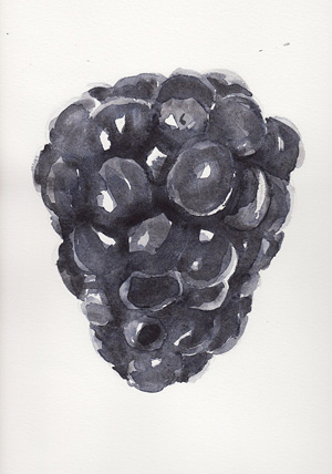 watercolor sketch of a black berry