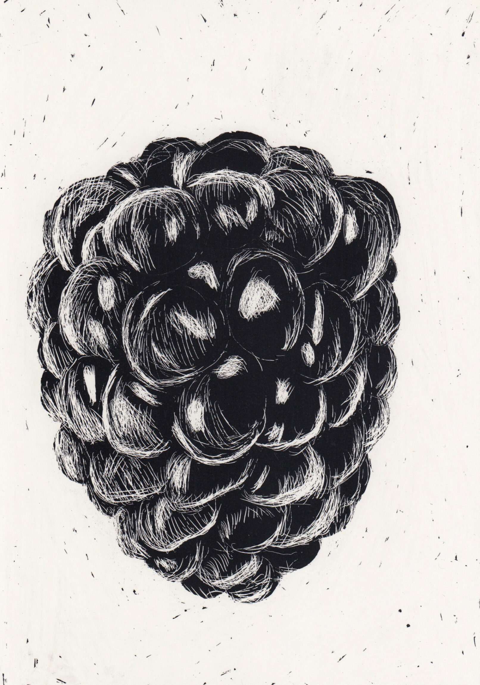 realistic black and white scratchboard drawing of a black berry